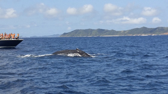 テヨンの携帯のクジラ写真展