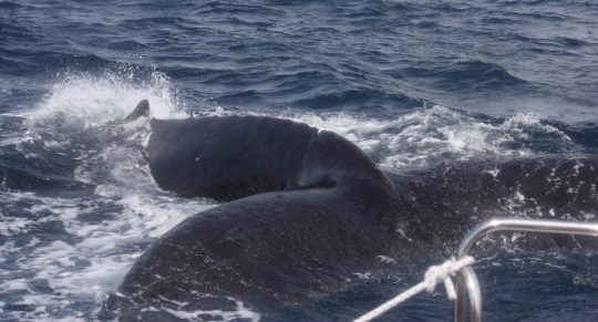 親子クジラ本島へ！