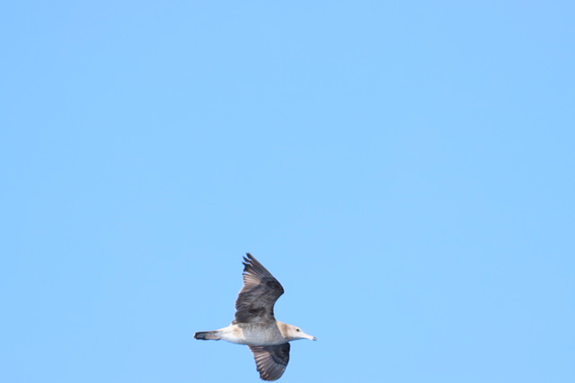 鳥のふん