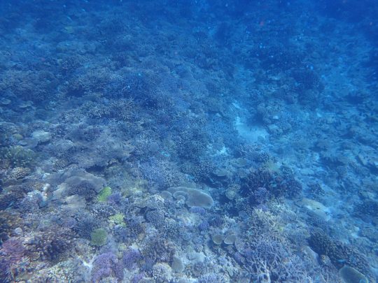 8月27日　慶良間諸島シュノーケリング