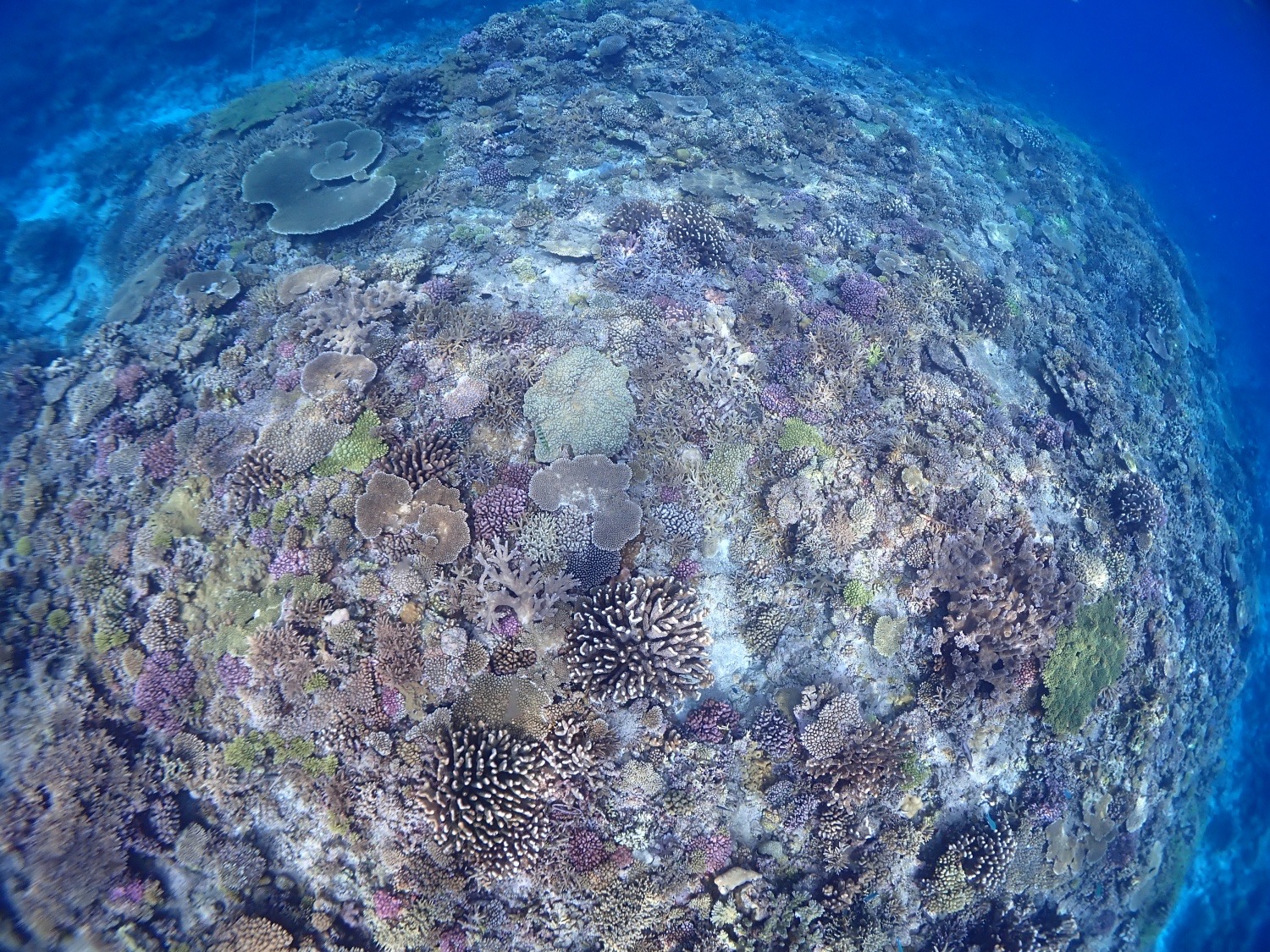 慶良間諸島シュノーケリング