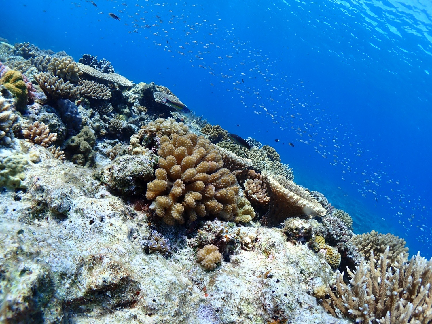 慶良間諸島シュノーケリング