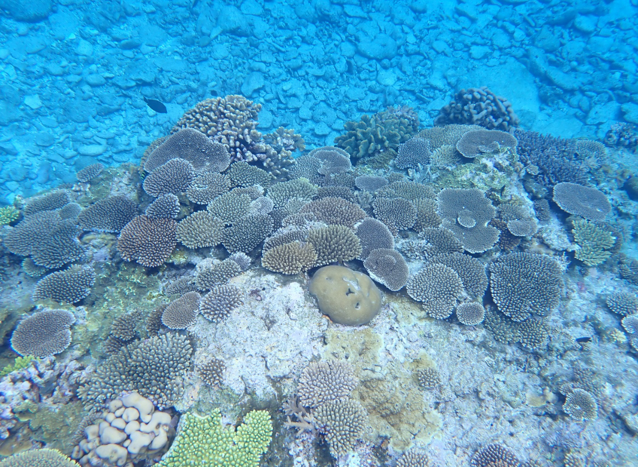 慶良間諸島シュノーケリング