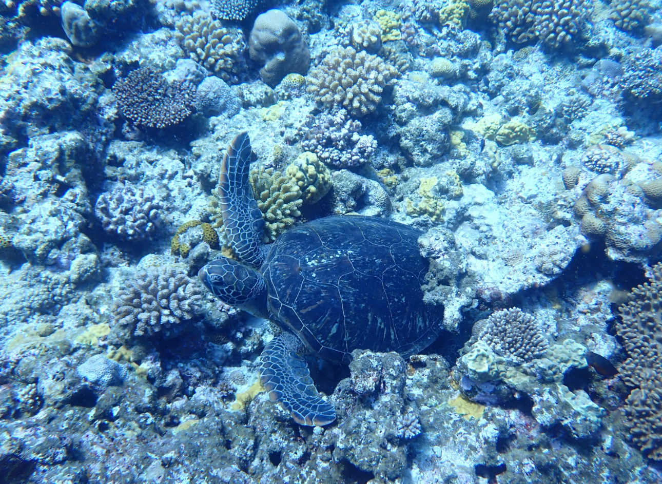 慶良間諸島シュノーケリング