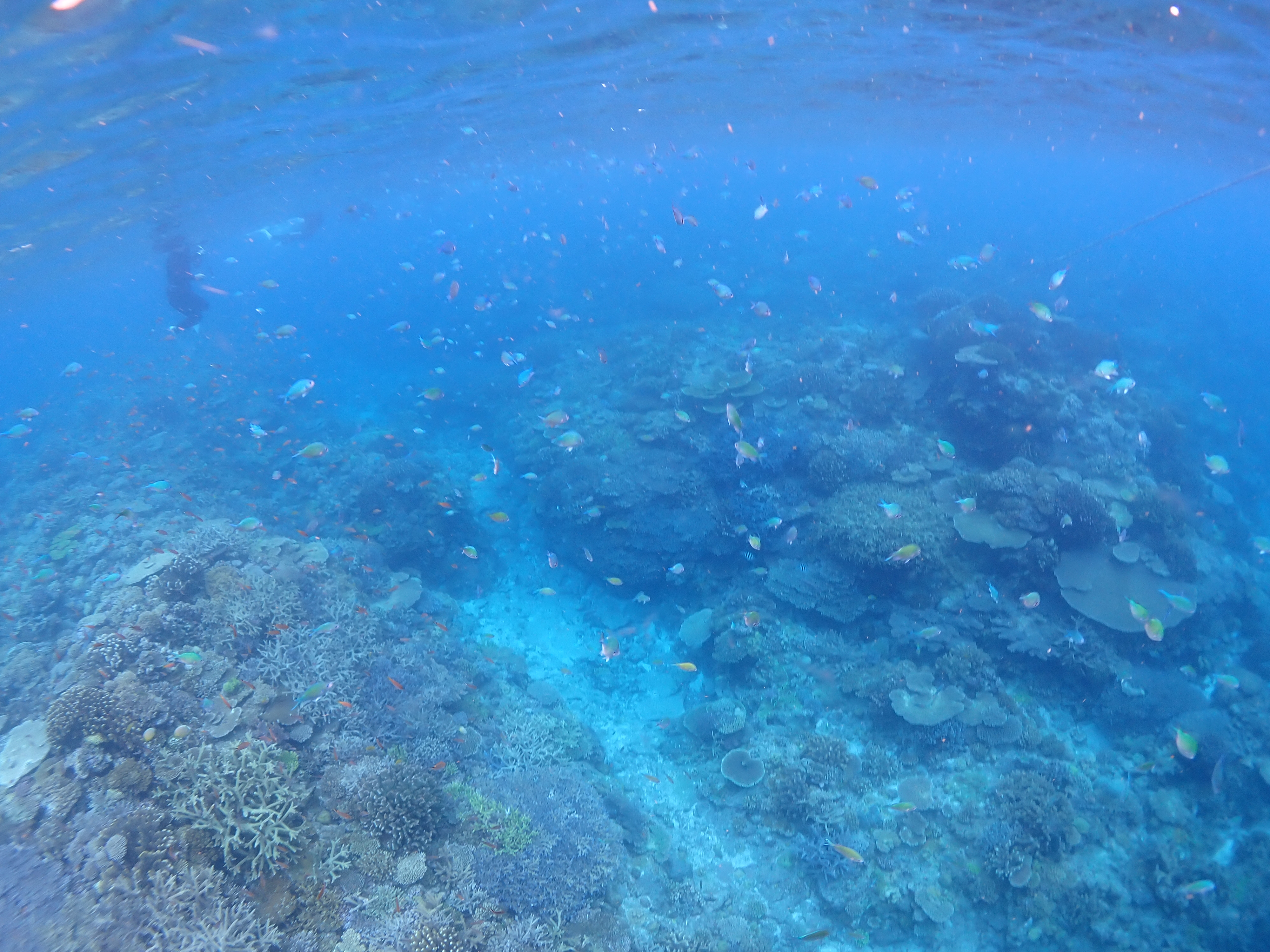 慶良間諸島シュノーケリング