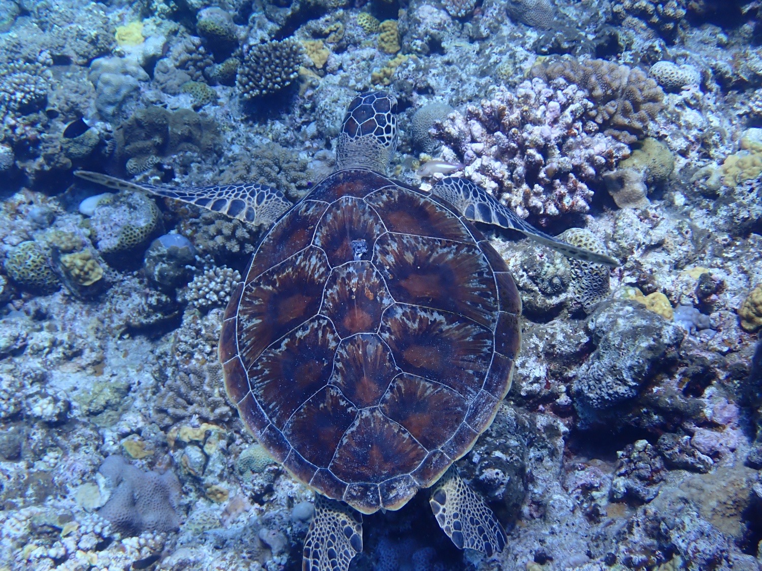 慶良間諸島シュノーケリング