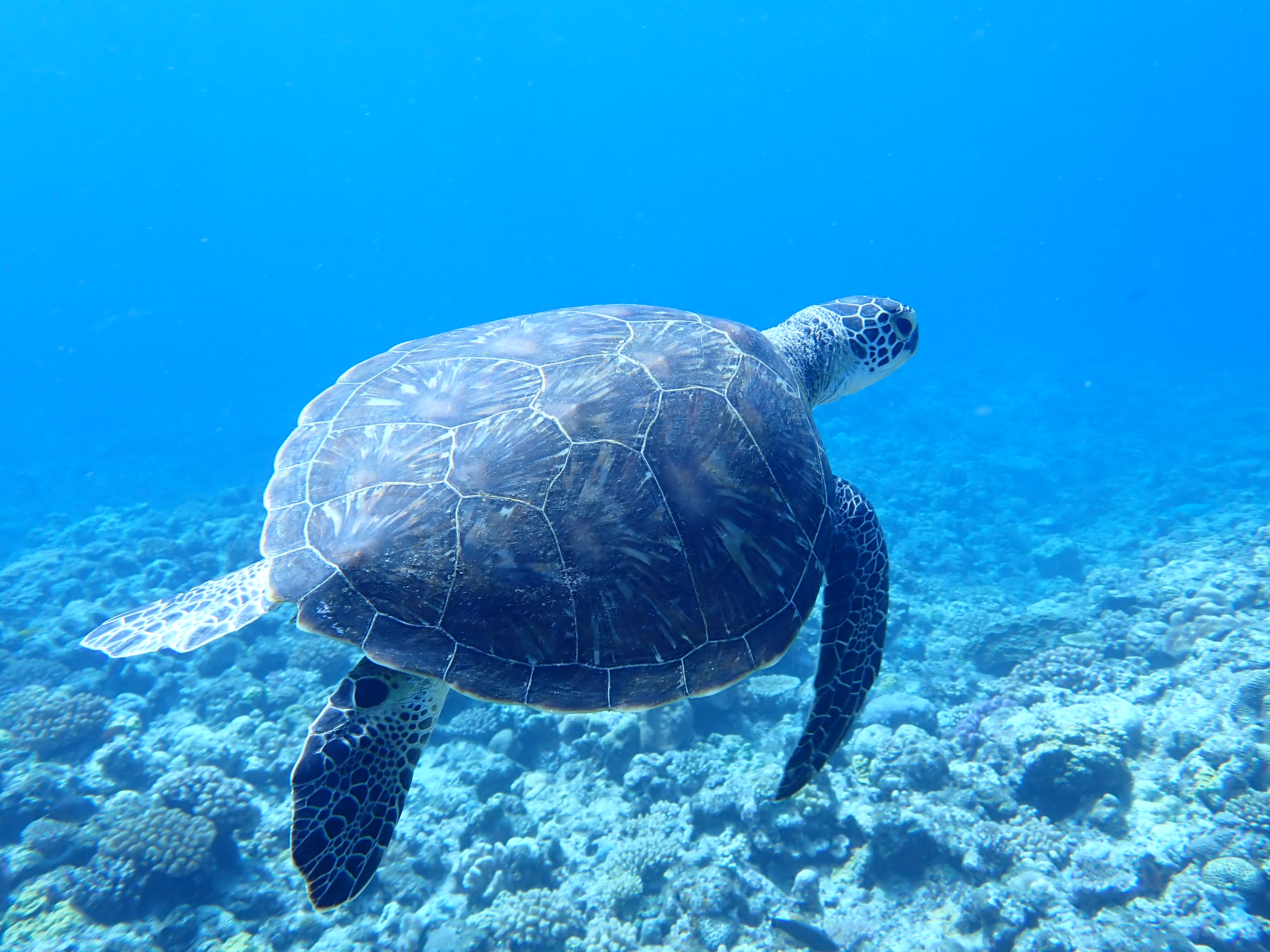 慶良間諸島シュノーケリング