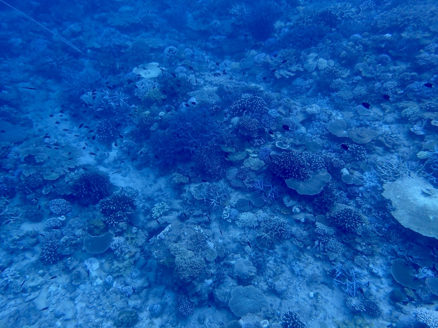 慶良間諸島シュノーケリング