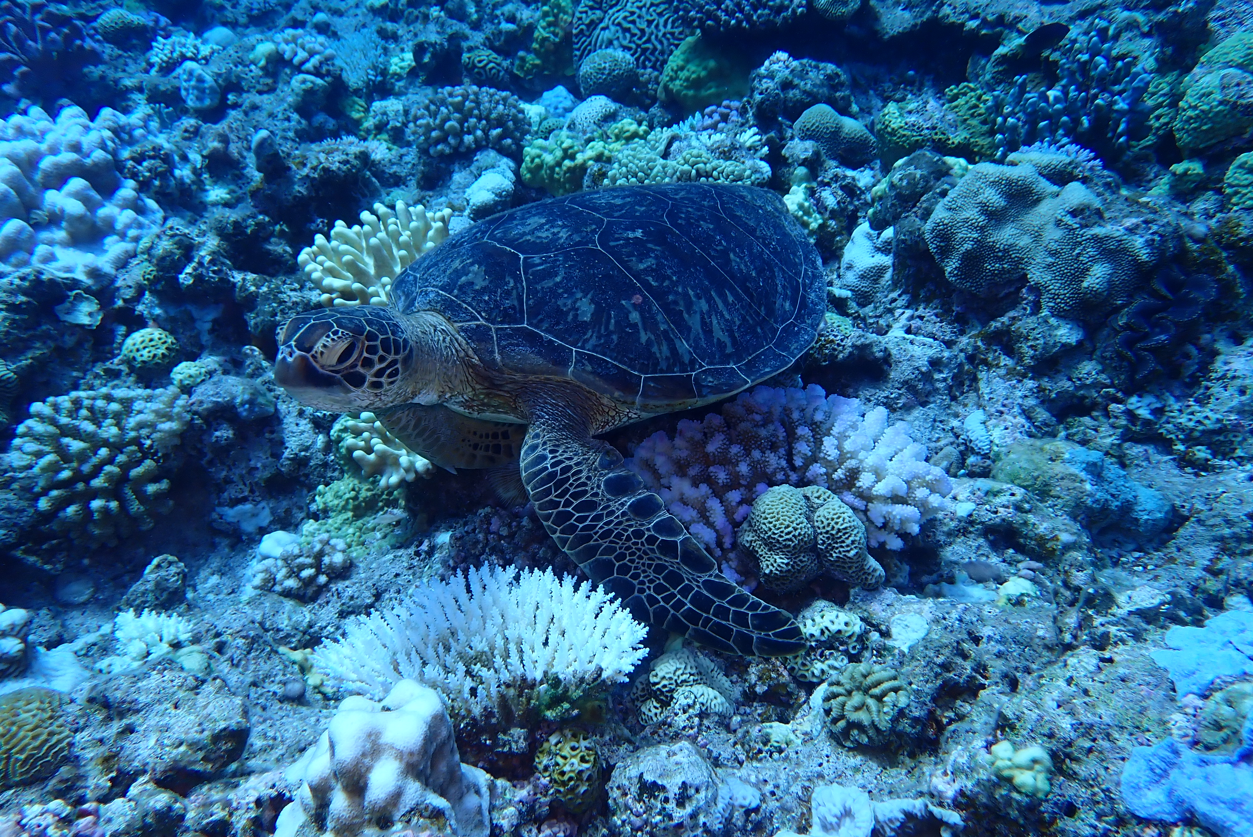 慶良間諸島シュノーケリング