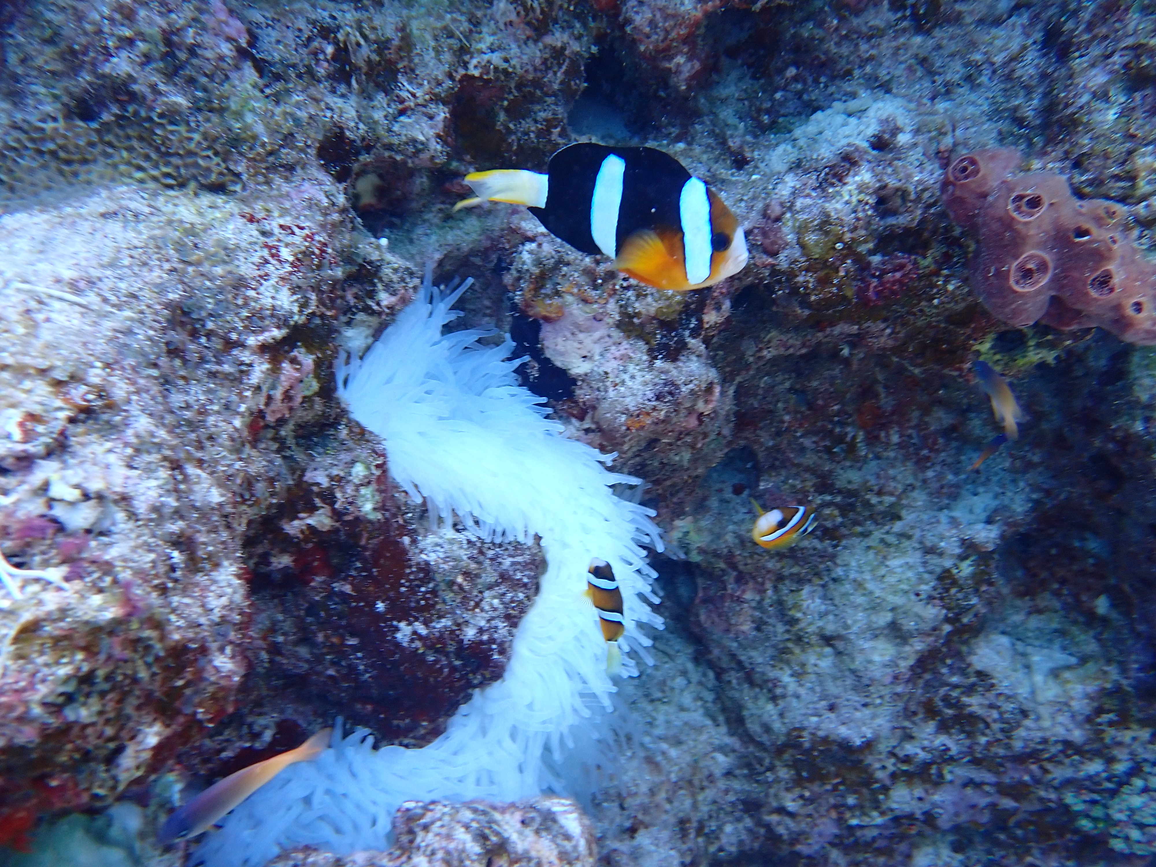 慶良間諸島シュノーケリング