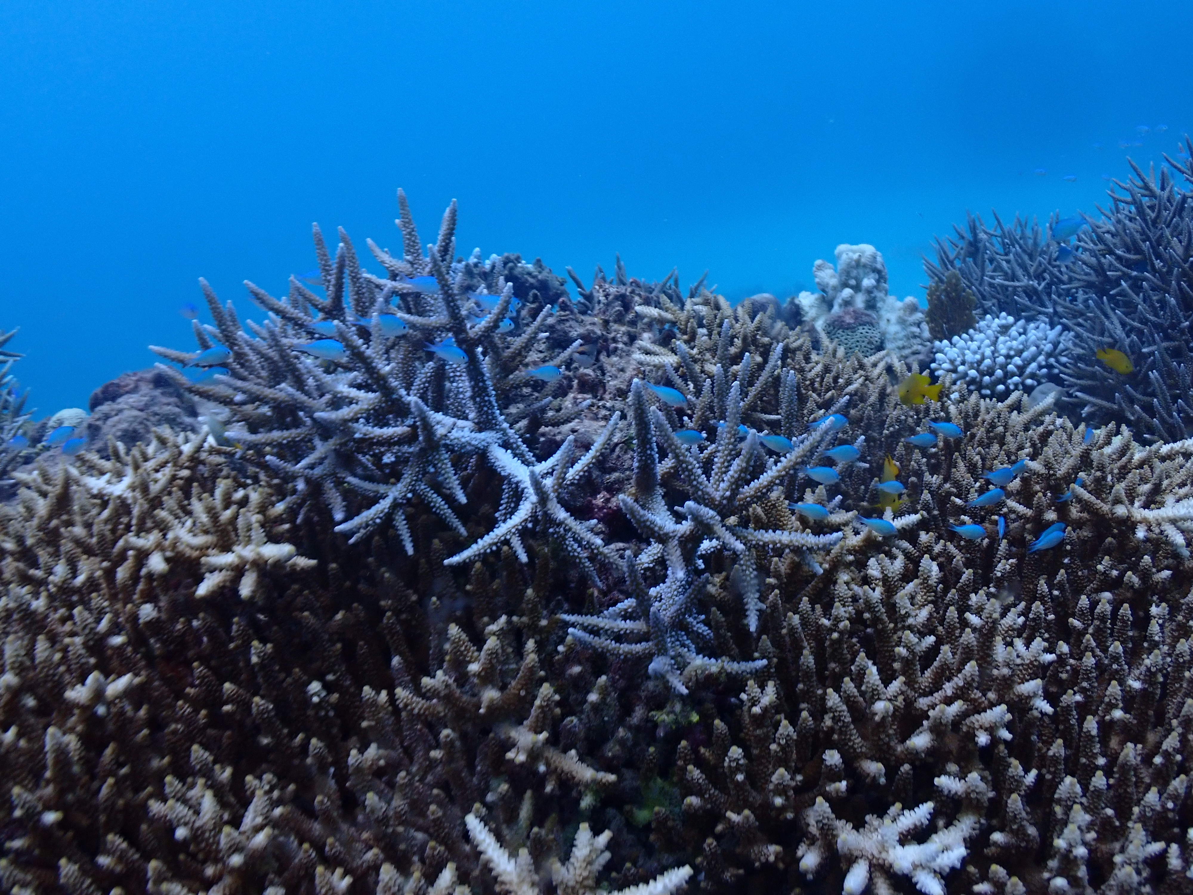 慶良間諸島シュノーケリング